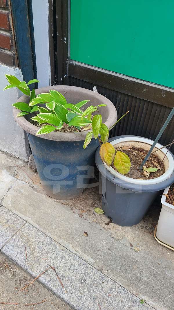 역촌동 골목에서 만는 둥굴레